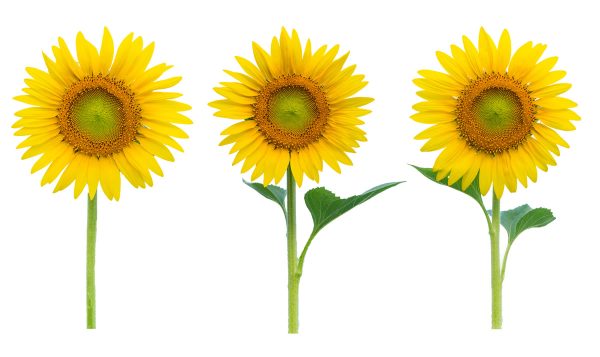3 sunflowers